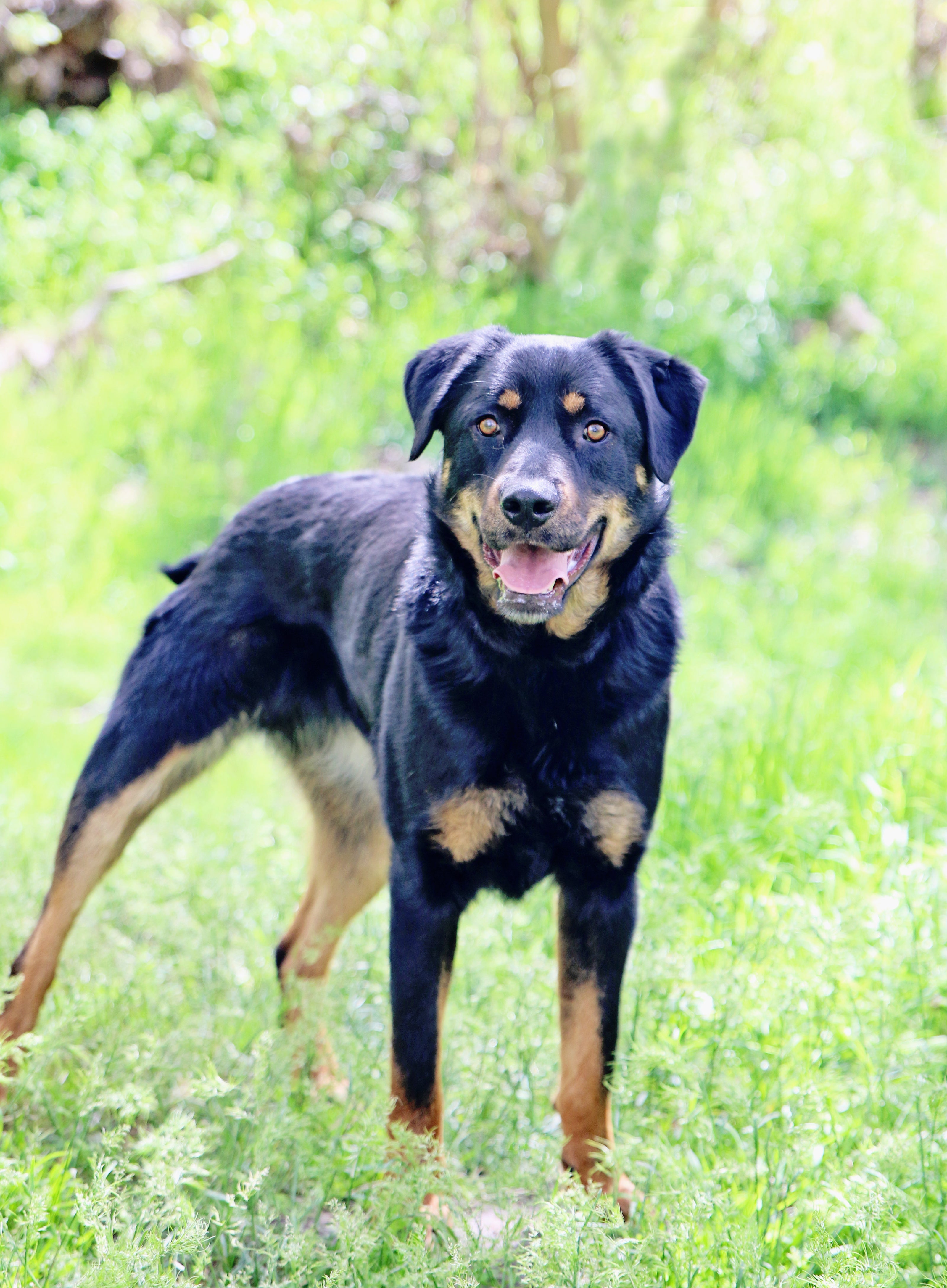 Custom natural slate pet memorial stone for Pepper Jane, a 2015-2026 rescue dog tribute with Leigh's verified purchase review.