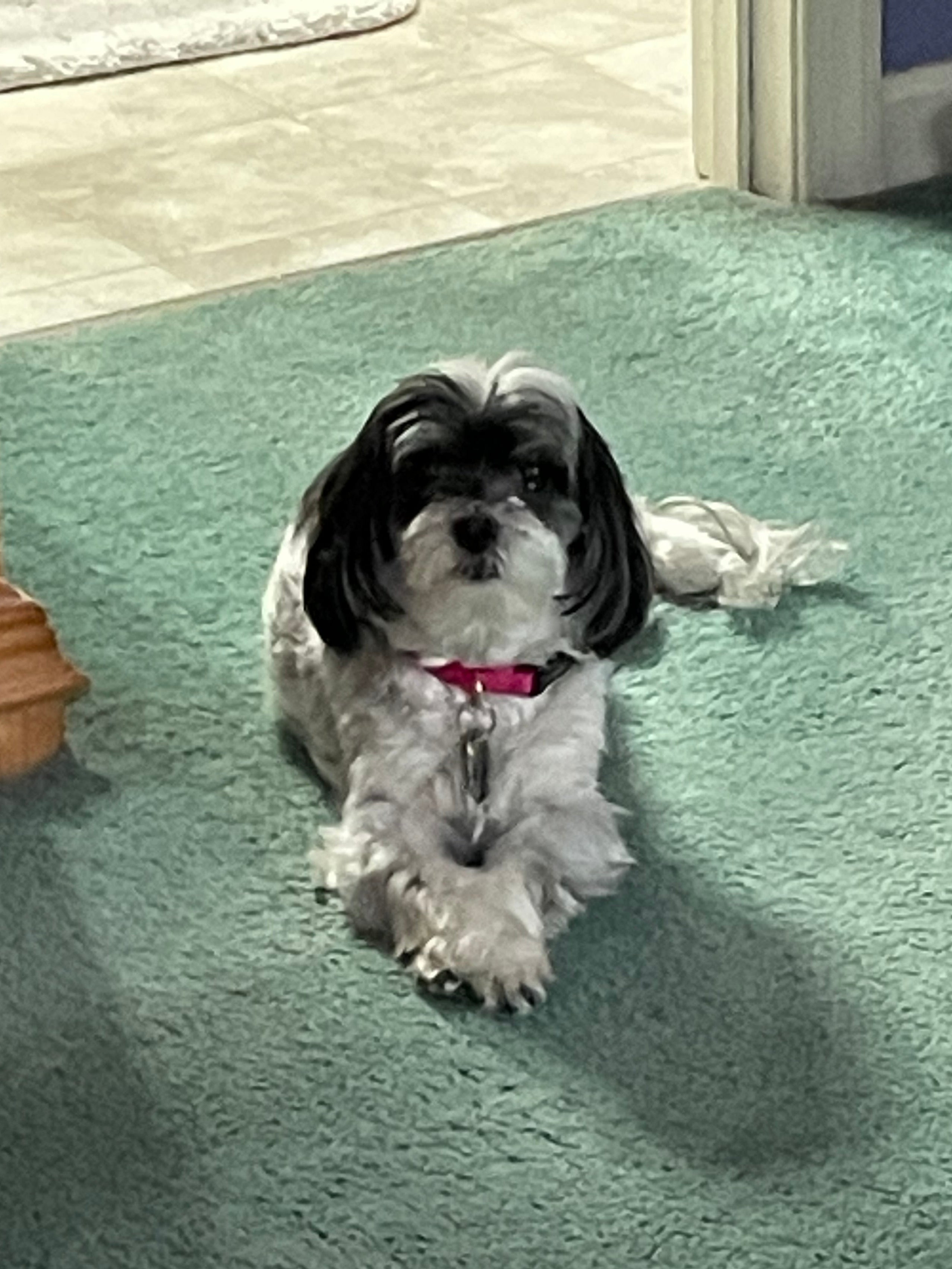 A small, fluffy black and grey dog named Lily Grace with a pink collar, laying with paws crossed on a green carpet. This image is a reference for a custom dog memorial stone and represents the high-quality pet photography used for our handcrafted natural slate stone tributes.